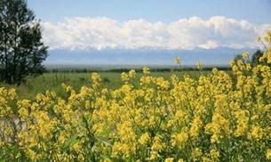 yellow cole flowers